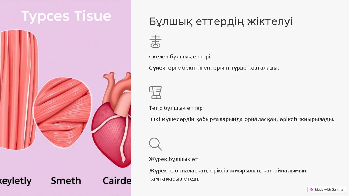 Бұлшық еттердің жіктелуі Скелет бұлшық еттері Сүйектерге бекітілген, ерікті түрде қозғалады. Тегіс бұлшық еттер Ішкі мүшелердің