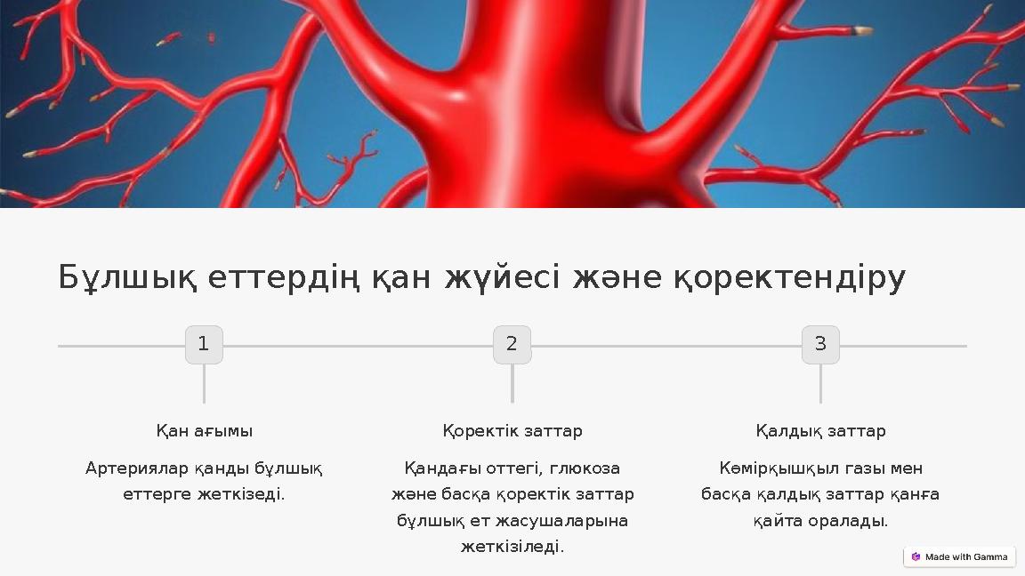 Бұлшық еттердің қан жүйесі және қоректендіру 1 Қан ағымы Артериялар қанды бұлшық еттерге жеткізеді. 2 Қоректік заттар Қандағы о