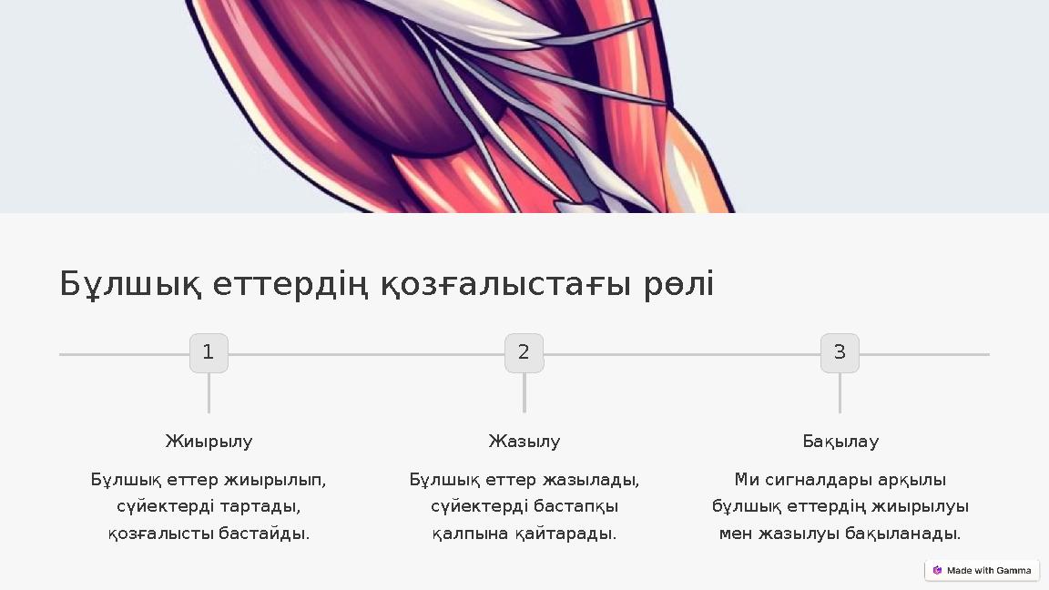 Бұлшық еттердің қозғалыстағы рөлі 1 Жиырылу Бұлшық еттер жиырылып, сүйектерді тартады, қозғалысты бастайды. 2 Жазылу Бұлшық ет