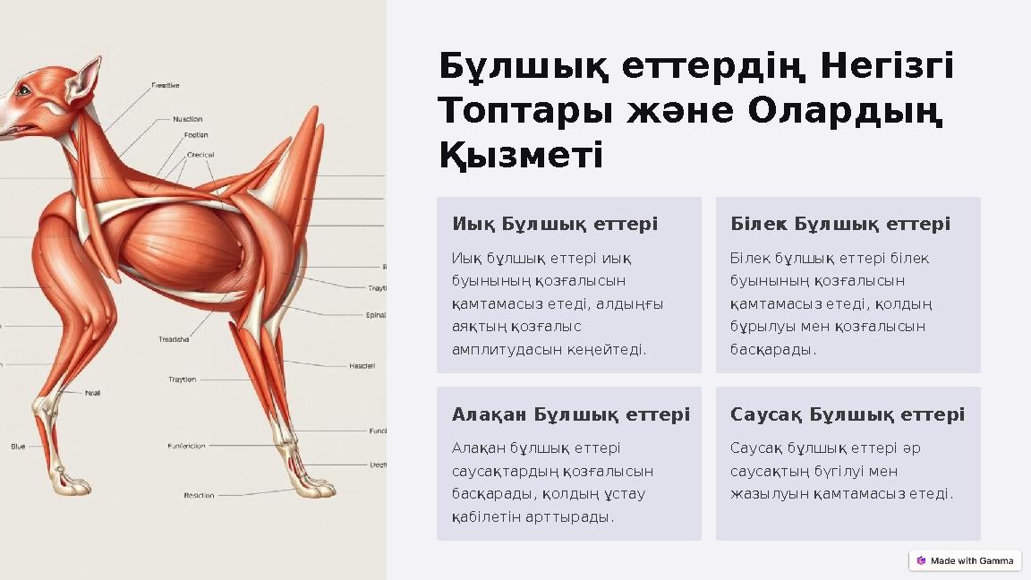 Бұлшық еттердің Негізгі Топтары және Олардың Қызметі Иық Бұлшық еттері Иық бұлшық еттері иық буынының қозғалысын қамтамасыз