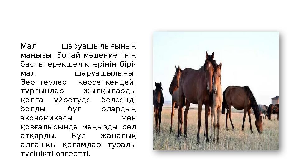 Мал шаруашылығының маңызы. Ботай мәдениетінің басты ерекшеліктерінің бірі- мал шаруашылығы. Зерттеулер көрсеткендей, тұрғынд