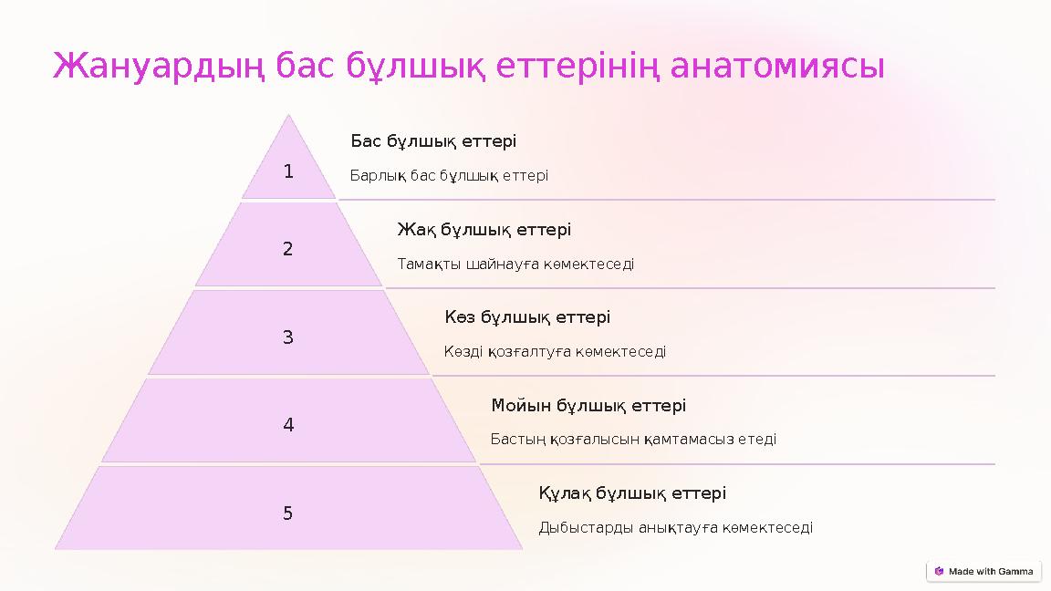 Жануардың бас бұлшық еттерінің анатомиясы 1 Бас бұлшық еттері Барлық бас бұлшық еттері 2 Жақ бұлшық еттері Тамақты шайнауға көм