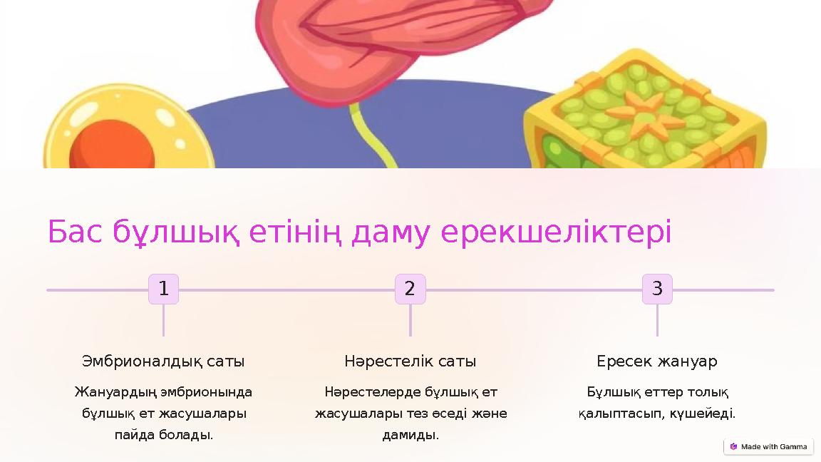 Бас бұлшық етінің даму ерекшеліктері 1 Эмбрионалдық саты Жануардың эмбрионында бұлшық ет жасушалары пайда болады. 2 Нәрестелі