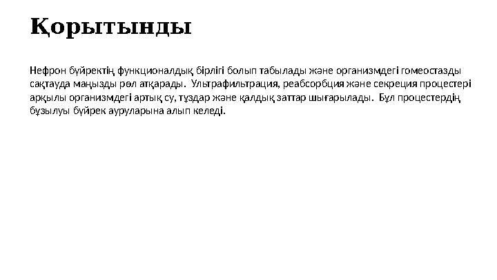 Қорытынды Нефрон бүйректің функционалдық бірлігі болып табылады және организмдегі гомеостазды сақтауда маңызды рөл атқарады. У