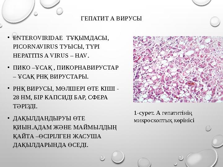 ГЕПАТИТ А ВИРУСЫ •ENTEROVIRIDAE ТҰҚЫМДАСЫ, PICORNAVIRUS ТУЫСЫ, ТҮРІ HEPATITIS A VIRUS – HAV. •ПИКО –ҰСАҚ , ПИКОРНАВИРУСТАР –