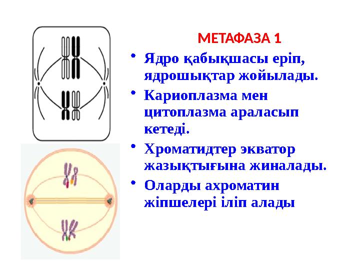 МЕТАФАЗА 1 •Ядро қабықшасы еріп, ядрошықтар жойылады. •Кариоплазма мен цитоплазма араласып кетеді. •Хроматидтер экватор жазы