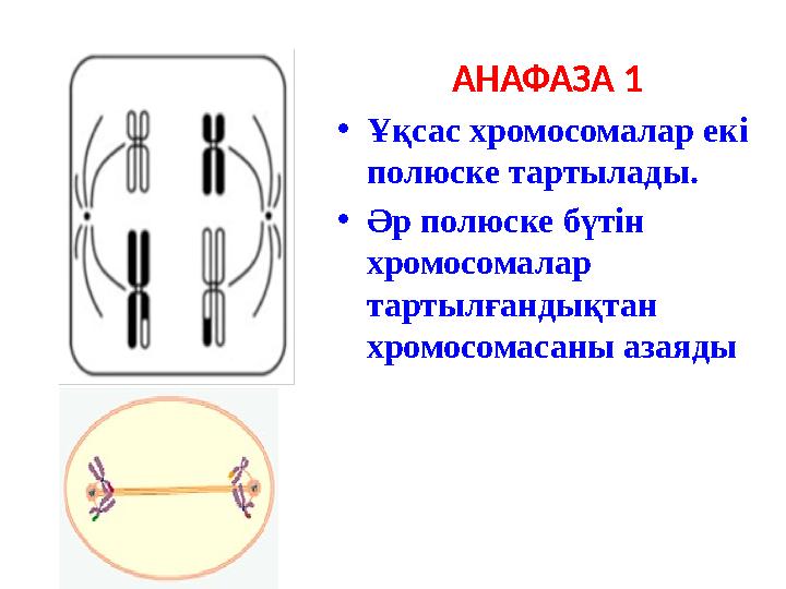 АНАФАЗА 1 •Ұқсас хромосомалар екі полюске тартылады. •Әр полюске бүтін хромосомалар тартылғандықтан хромосомасаны азаяды