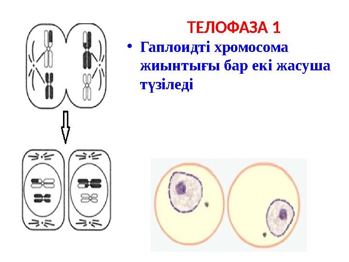 ТЕЛОФАЗА 1 •Гаплоидті хромосома жиынтығы бар екі жасуша түзіледі