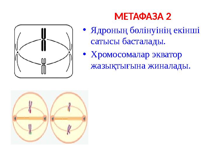 МЕТАФАЗА 2 •Ядроның бөлінуінің екінші сатысы басталады. •Хромосомалар экватор жазықтығына жиналады.