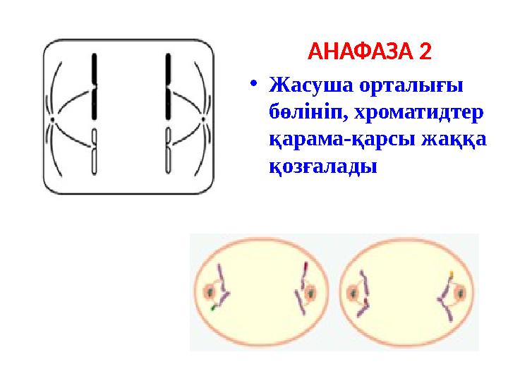 АНАФАЗА 2 •Жасуша орталығы бөлініп, хроматидтер қарама-қарсы жаққа қозғалады