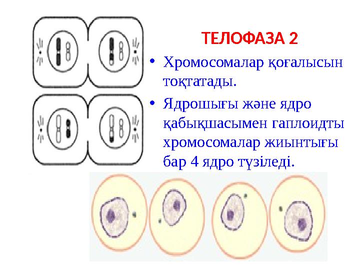 ТЕЛОФАЗА 2 •Хромосомалар қоғалысын тоқтатады. •Ядрошығы және ядро қабықшасымен гаплоидты хромосомалар жиынтығы бар 4 ядро тү