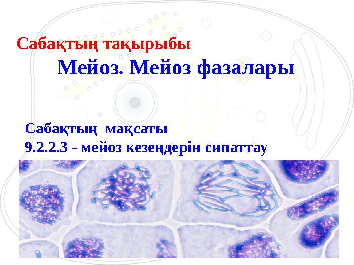 Сабақтың тақырыбы Мейоз. Мейоз фазалары Сабақтың мақсаты 9.2.2.3 - мейоз кезеңдерін сипаттау