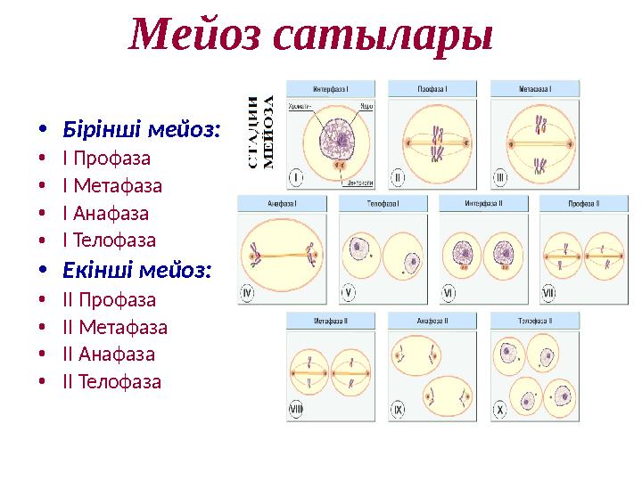 Мейоз сатылары •Бірінші мейоз: •І Профаза •І Метафаза •І Анафаза •І Телофаза •Екінші мейоз: •ІІ Профаза •ІІ Метафаза •ІІ Анафаза