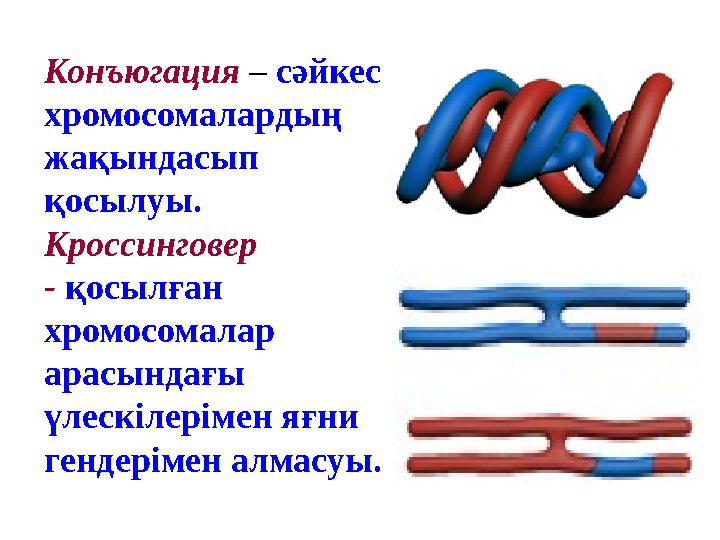 Конъюгация – сәйкес хромосомалардың жақындасып қосылуы. Кроссинговер - қосылған хромосомалар арасындағы үлескілерімен яғни