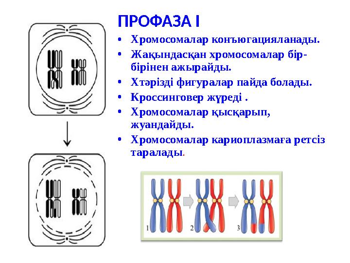 ПРОФАЗА І •Хромосомалар конъюгацияланады. •Жақындасқан хромосомалар бір- бірінен ажырайды. •Хтәрізді фигуралар пайда болады. •Кр