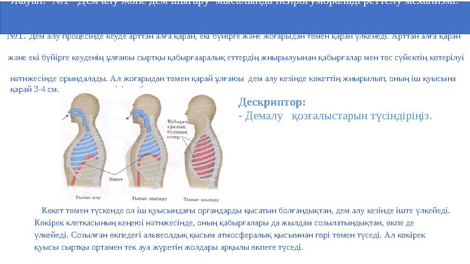 Жауап: №1 Дем алу және дем шығару мысалында нейрогуморальді реттелу механизмі. №1. Дем алу процесінде кеуде арттан а