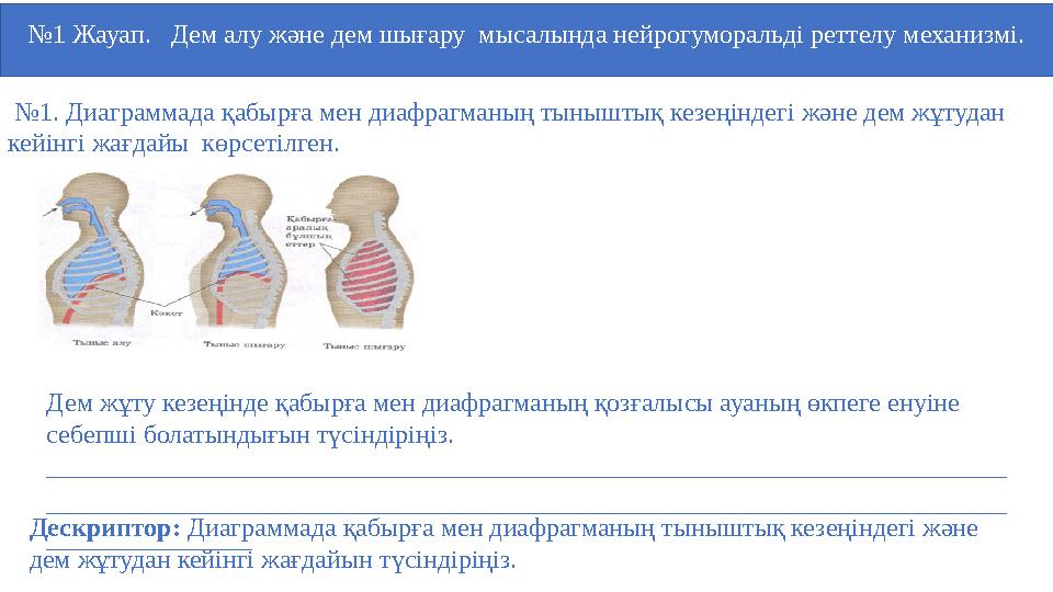 №1 Жауап. Дем алу және дем шығару мысалында нейрогуморальді реттелу механизмі. №1. Диаграммада қабырға мен диафрагман