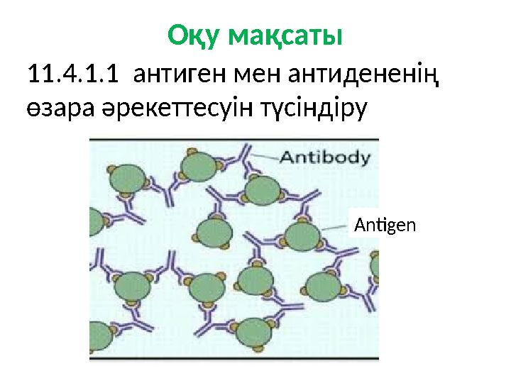 Оқу мақсаты 11.4.1.1 антиген мен антидененің өзара әрекеттесуін түсіндіру Antigen