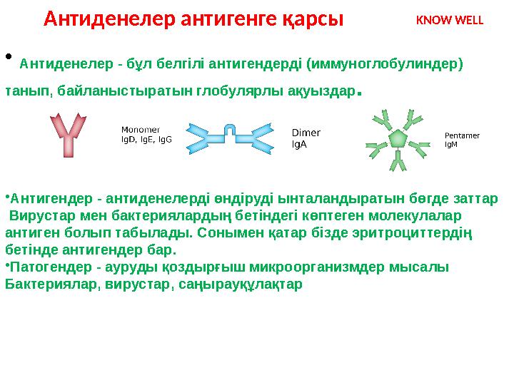 • Антиденелер - бұл белгілі антигендерді (иммуноглобулиндер) танып, байланыстыратын глобулярлы ақуыздар . •Антигендер - антиде
