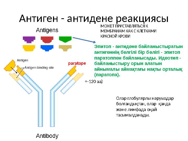 Антиген - антидене реакциясы +-120 aa) МОЖЕТ ПРИСТАВЛЯТЬСЯ К МЕМБРАНАМ КАК С КЛЕТКАМИ КРАСНОЙ КРОВИ Олар глобулярлы нәруыздар