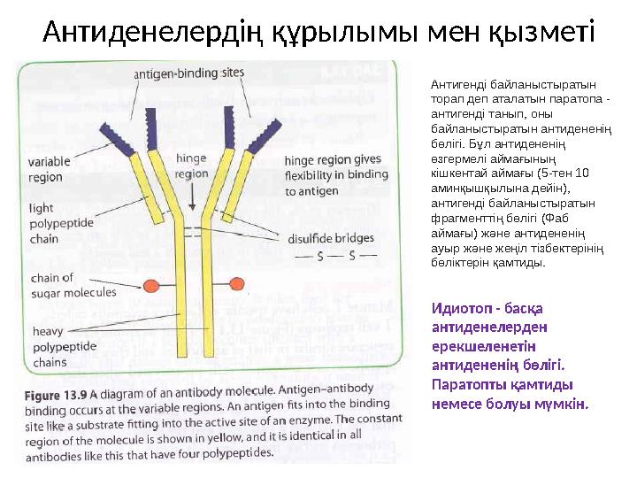 Антиденелердің құрылымы мен қызметі Антигенді байланыстыратын торап деп аталатын паратопа - антигенді танып, оны байланыстыра