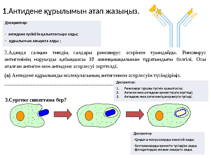 1.Антидене құрылымын атап жазыңыз. 2.Адамда салқын тиюдің салдары риновирус әсерінен туындайды. Риновирус антигенінің нәруы