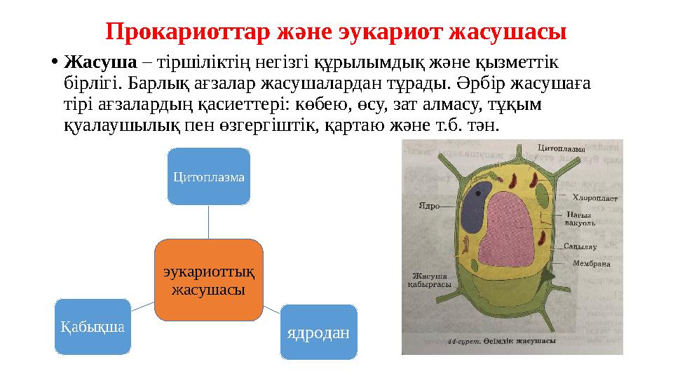 Прокариоттар және эукариот жасушасы •Жасуша – тіршіліктің негізгі құрылымдық және қызметтік бірлігі. Барлық ағзалар жасушаларда