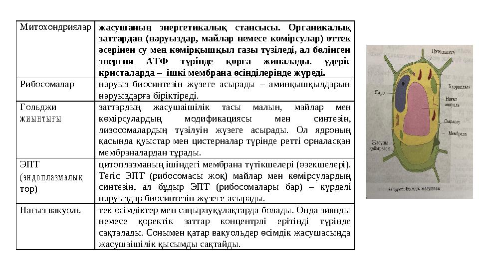 Митохондриялар жасушаның энергетикалық стансысы. Органикалық заттардан (нәруыздар, майлар немесе көмірсулар) оттек әсерінен су