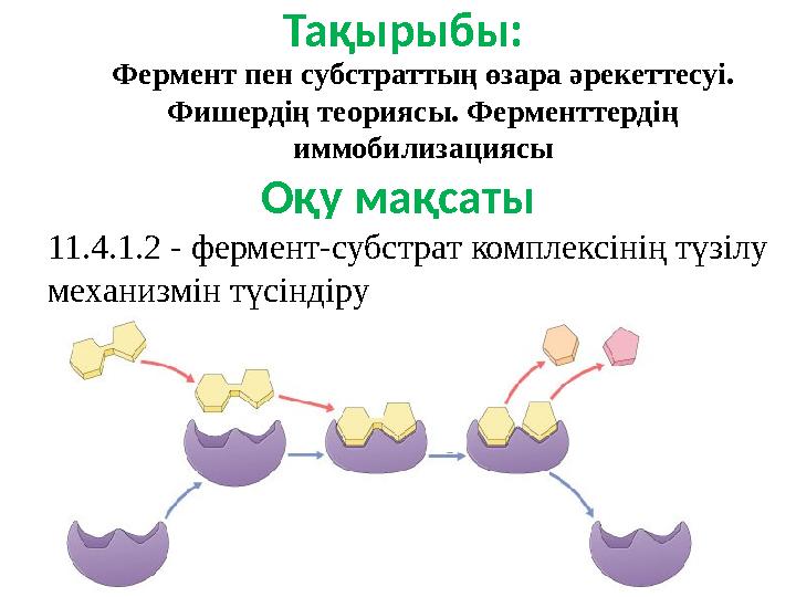 Оқу мақсаты 11.4.1.2 - фермент-субстрат комплексінің түзілу механизмін түсіндіру Тақырыбы: Фермент пен субстраттың өзара әреке