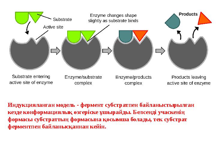 Индукцияланған модель - фермент субстратпен байланыстырылған кезде конформациялық өзгеріске ұшырайды. Белсенді учаскенің форма