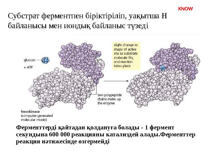 Субстрат ферментпен біріктіріліп, уақытша H байланысы мен иондық байланыс түзеді Ферменттерді қайтадан қолдануға болады - 1 фер