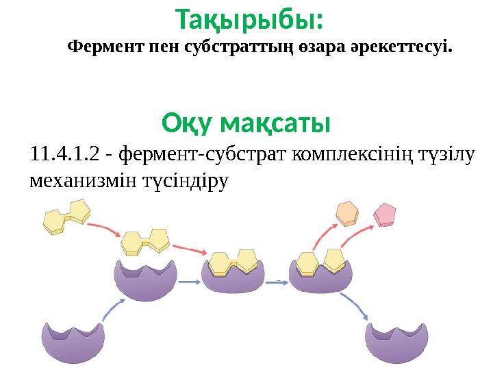 Оқу мақсаты 11.4.1.2 - фермент-субстрат комплексінің түзілу механизмін түсіндіру Тақырыбы: Фермент пен субстраттың өзара әреке