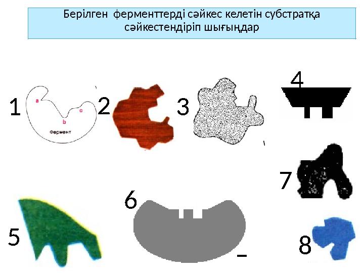 1 2 3 4 5 6 7 8 Берілген ферменттерді сәйкес келетін субстратқа сәйкестендіріп шығыңдар