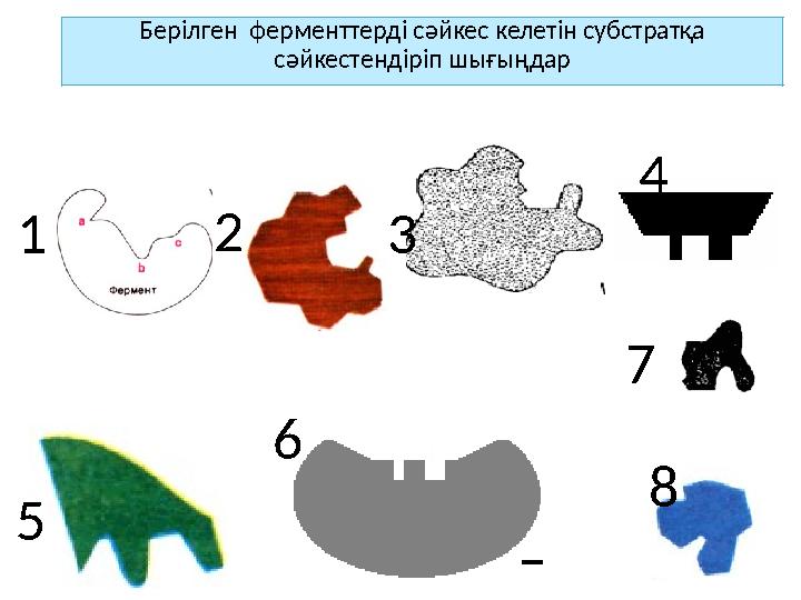 1 2 3 4 5 6 8 Берілген ферменттерді сәйкес келетін субстратқа сәйкестендіріп шығыңдар 7