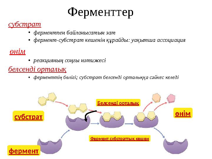 Ферменттер субстрат •ферментпен байланысатын зат •фермент-субстрат кешенін құрайды: уақытша ассоциация өнім •реакцияның соңғы