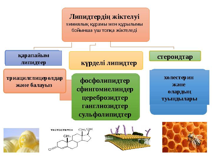 қарапайым липидтер стероидтар триацилглицеролдар және балауыз фосфолипидтер сфингомиелиндер цереброзидтер ганглиозидтер с