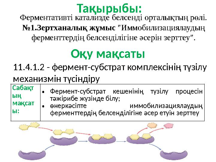 Оқу мақсаты 11.4.1.2 - фермент-субстрат комплексінің түзілу механизмін түсіндіру Тақырыбы: Ферментативті катализде белсенді ор