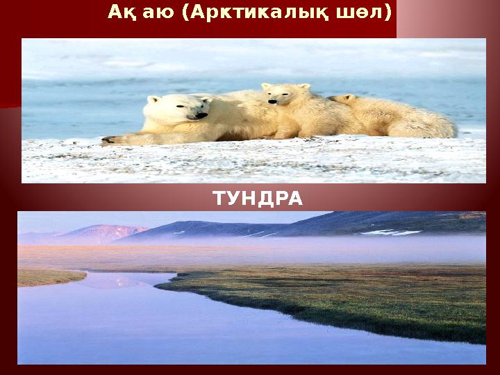 Ақ аю (Арктикалық шөл) ТУНДРА