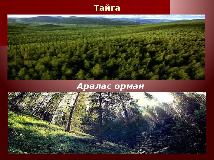 Тайга Аралас орман