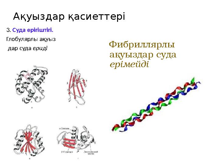 Ақуыздар қасиеттері 3. Суда ерігіштігі. Глобулярлы ақуыз дар суда ериді Фибриллярлы ақуыздар суда ерімейді