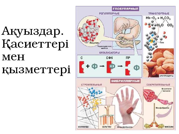 Ақуыздар. Қасиеттері мен қызметтері