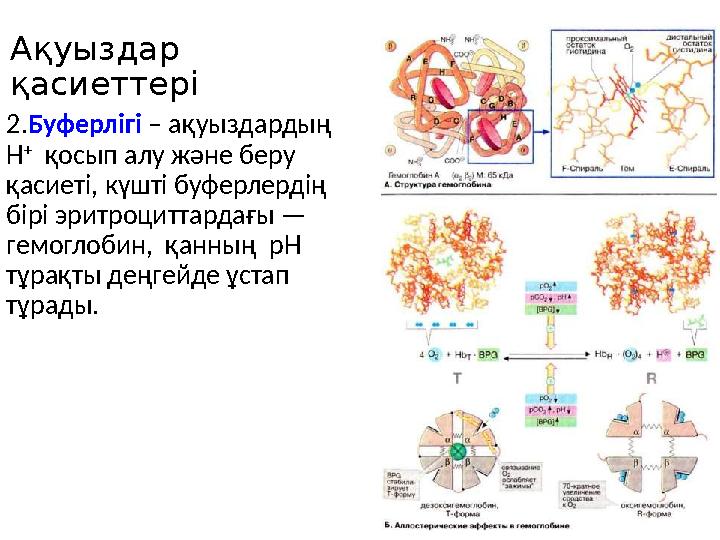 Ақуыздар қасиеттері 2.Буферлігі – ақуыздардың Н + қосып алу және беру қасиеті, күшті буферлердің бірі эритроциттардағы —