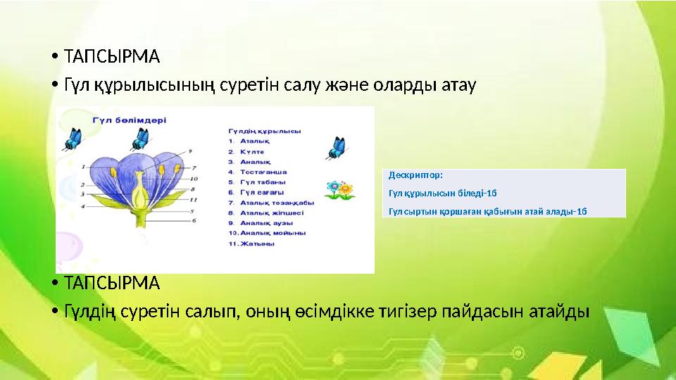 •ТАПСЫРМА •Гүл құрылысының суретін салу және оларды атау •ТАПСЫРМА •Гүлдің суретін салып, оның өсімдікке тигізер пайдасын атай