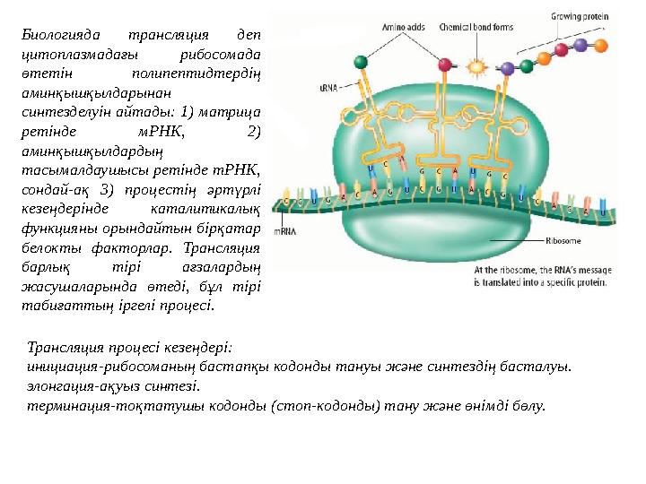 Биологияда трансляция деп цитоплазмадағы рибосомада өтетін полипептидтердің аминқышқылдарынан синтезделуін айтады: 1) матриц