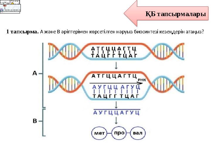 ҚБ тапсырмалары 1 тапсырма. А және В әріптерімен көрсетілген нәруыз биосинтезі кезеңдерін атаңыз?