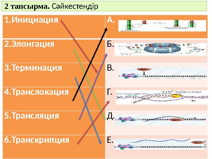 2 тапсырма. Сәйкестендір 1.Инициация А. 2.Элонгация Б. 3.Терминация В. 4.Транслокация Г. 5.Трансляция Д. 6.Транскрипция Е.