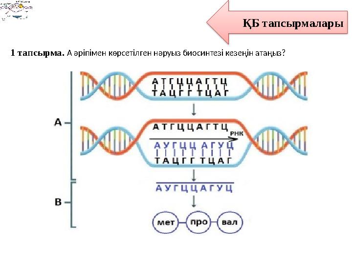 ҚБ тапсырмалары 1 тапсырма. А әріпімен көрсетілген нәруыз биосинтезі кезеңін атаңыз?