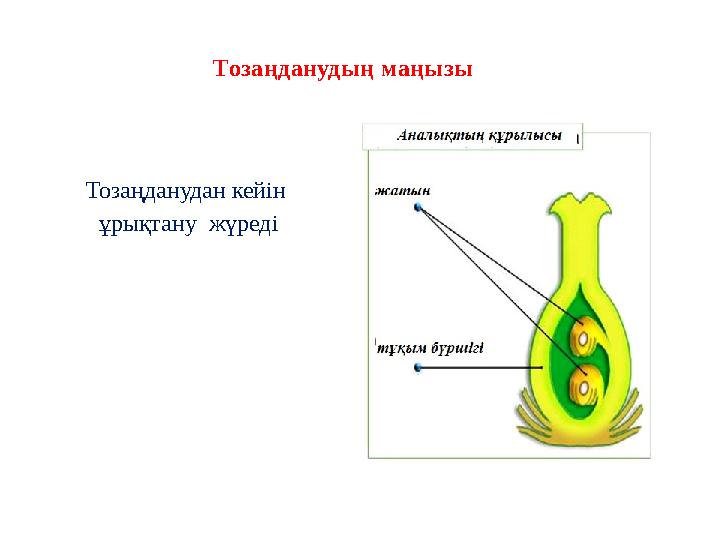 Тозаңданудан кейін ұрықтану жүреді Тозаңданудың маңызы