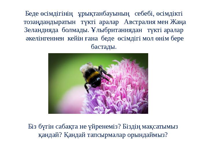 Беде өсімдігінің ұрықтанбауының себебі, өсімдікті тозаңдандыратын түкті аралар Австралия мен Жаңа Зеландияда болмад