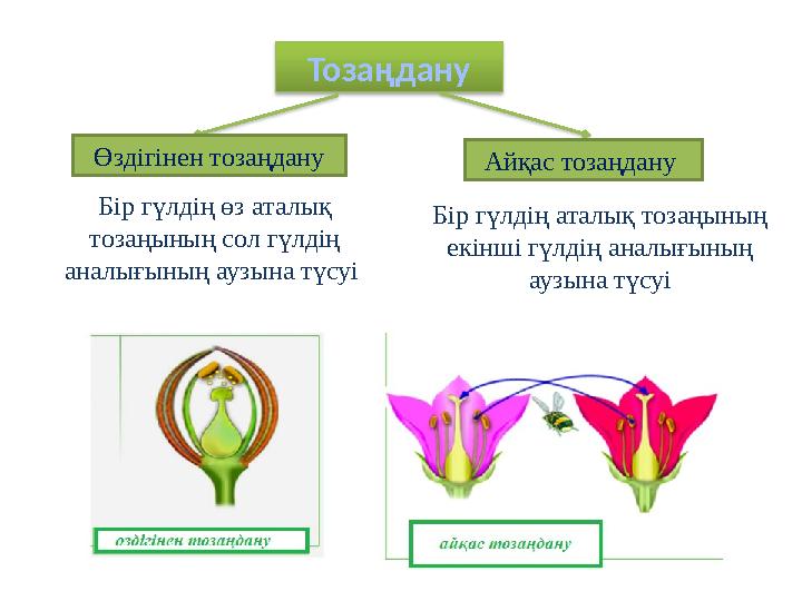 Тозаңдану Өздігінен тозаңдану Айқас тозаңдану Бір гүлдің өз аталық тозаңының сол гүлдің аналығының аузына түсуі Бір гүлді